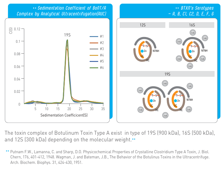 Sedimentation coefficient of the BoNT/A complex by analytical ultracentrifugation: six samples peak at 19S; diagrams of the 12S, 16S and 19S toxin complex forms. Caption: the toxin complex of Botulinum Toxin Type A exists in the 19S (900 kDa), 16S (500 kDa), and 12S (300 kDa) forms depending on the molecular weight (Putnam, Lamanna and Sharp, 1948; Wagman and Bateman, 1951).
